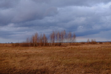Fototapeta premium Small birch grove among yellow autumn grasses. Dramatic evening sky above the ground. Bright autumn landscape. Attractive nature.