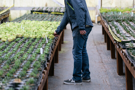 A man shopping for succulents