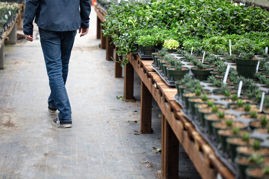 Pale green and pink succulents