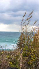 sand dunes and grass on the beach, cold cloudy and windy weather at the seashore, soft focus, beautiful cloudy sunset, dramatic sky and weather, film noise
