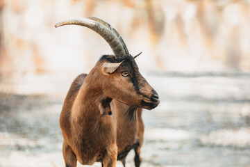 Adult brown goat with majestic horns standing on rocks on mountain top