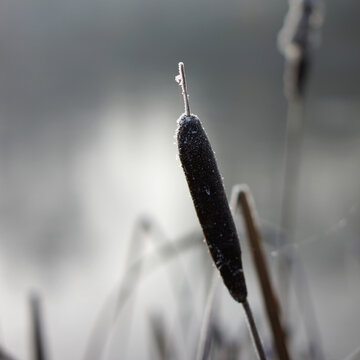 Common cattail spike in winter
