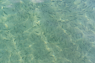 Fototapeta na wymiar Fish schooling under the surface.