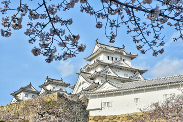 Naklejka premium 世界遺産姫路城と桜