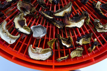 the process of drying mushrooms in the drying Cabinet close-up