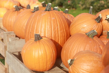 pumpkins on a market