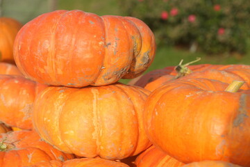 pumpkin on the grass