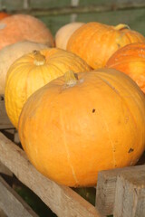 pumpkins on a farm