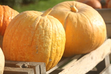 pumpkins on a table