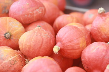 mini pumpkin close up market 
