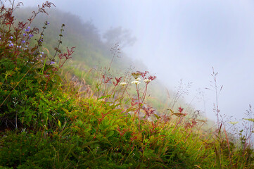 夏山の植物たち
