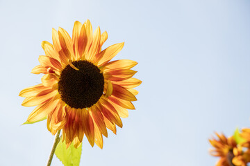 Sonnenblume wird von Hinten beleuchtet, strahlt im Herbst unter blauem Himmel