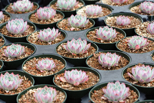 Pale green and pink succulents