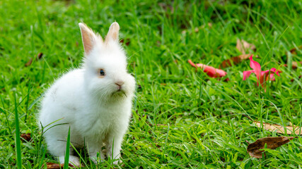 a cute young white rabbit grazing on the grass field. a cute bunny eating grass in the field