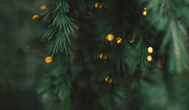 Warm twinkling lights amongst spruce branches