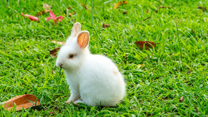 a cute young white rabbit grazing on the grass field. a cute bunny eating grass in the field - 379889937
