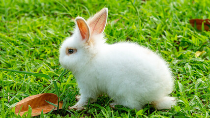 a cute young white rabbit grazing on the grass field. a cute bunny eating grass in the field