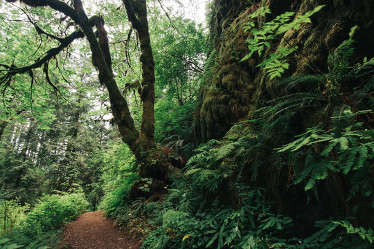 Hiking path in lush green forest.