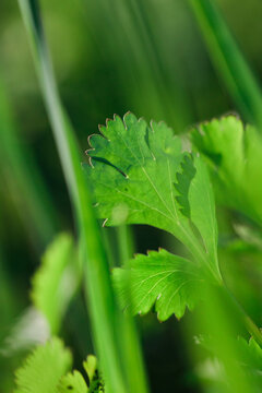 Close up of coriander leaf in an urban garden.