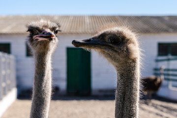 Portrain of the ostrich bird at the farm