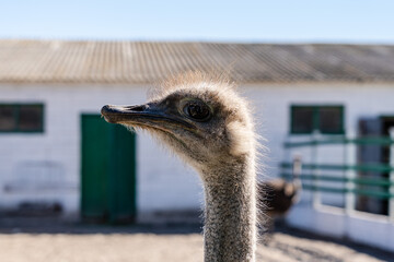 Portrain of the ostrich bird at the farm