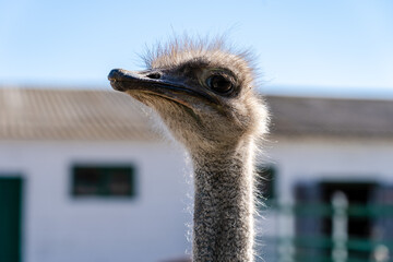Portrain of the ostrich bird at the farm