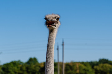 Portrain of the ostrich bird at the farm