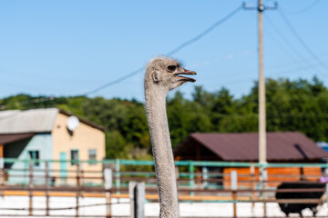 Portrain of the ostrich bird at the farm