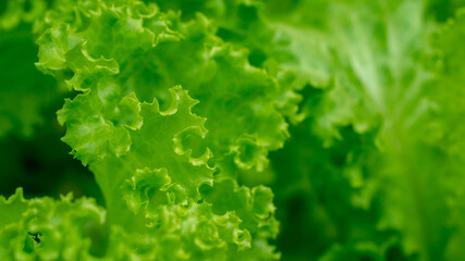 close up of lettuce leaves in the greenhouse grown with hydroponic system. Agricultural and grocery background
