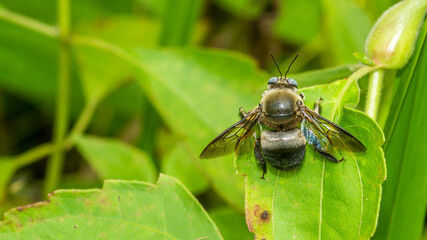 Closeup of a bug / wasp found at Borneo jungle with beautiful blue facet eye
