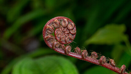 closeup of spiral bud of fern plant with unique pattern and shape