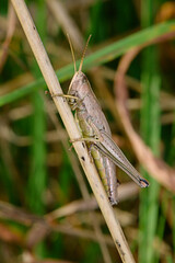 Large Gold Grasshopper, female / Große Goldschrecke (Chrysochraon dispar) - Weibchen © bennytrapp