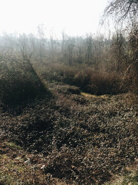 Sun in the forest