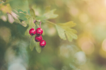 Obraz premium Branches of wild ripe hawthorn - Crataegus - in the forest. Red berries on deep green nature background.