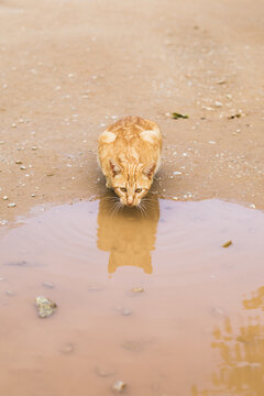 cat drinking from dirty water