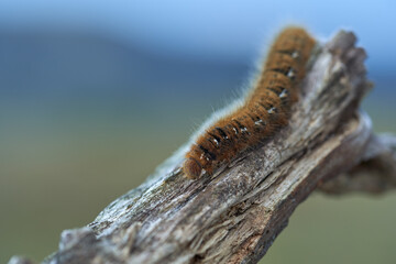Fox moth caterpillar