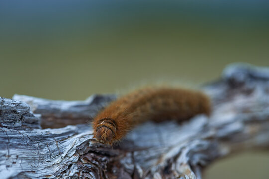 Fox Moth Caterpillar