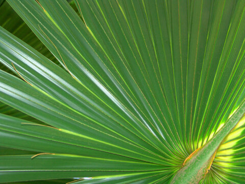 Close Up Of Vibrant Green Palm Tree Fronds