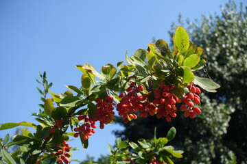 Blue sky and red berries of Berberis vulgaris in September