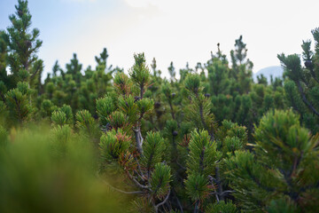 Fototapeta premium Scrub mountain pines forest