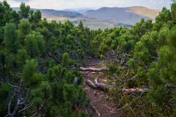 Scrub mountain pines forest