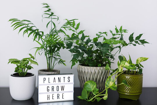 Selection of indoor plants and light box with words ""PLANTS GROW HERE""