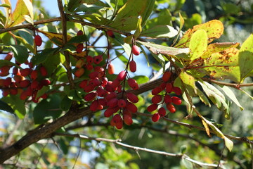 Branched panicle of red berries of Berberis vulgaris in September