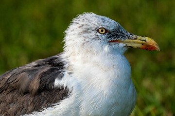 Lesser Black-backed Gull Larus fuscus Costa Ballena Cadiz