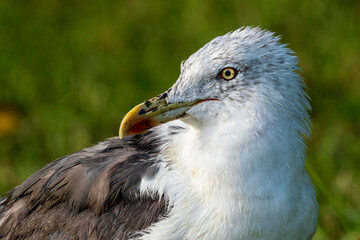 Lesser Black-backed Gull Larus fuscus Costa Ballena Cadiz