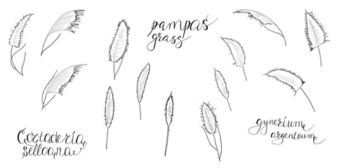 Vector illustration, set of black and white pampas grass branches, lettering. Print for design paper, fabric, interior