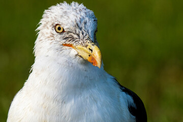 Lesser Black-backed Gull Larus fuscus Costa Ballena Cadiz