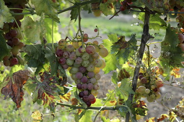 ripening grapes on vine