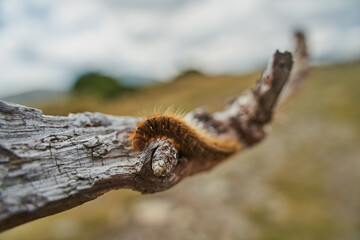 Fox moth caterpillar