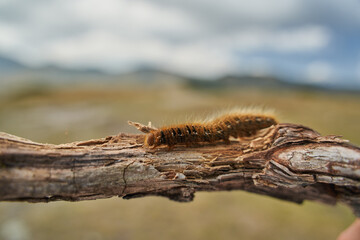 Fox moth caterpillar